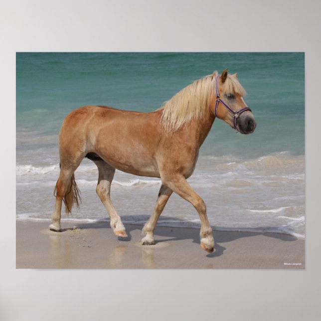 Poster Bob Langrish | Haflinger Marcher Sur La Plage (Devant)
