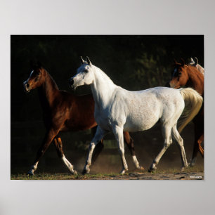 Poster Bob Langrish   Herd Arab Mares Walking