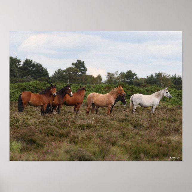 Poster Bob Langrish | Herd New Forest Poney debout (Devant)