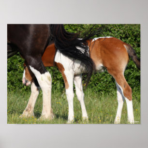 Poster Bob Langrish   Irish Sport Horse Foin Cachage