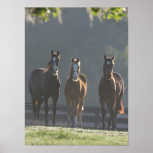 Poster Bob Langrish   Jeunes Chevaux Trois Quart