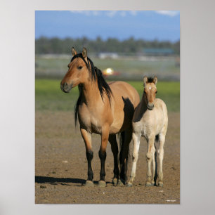 Poster Bob Langrish Kiger Mustang Mare and Foal Standing