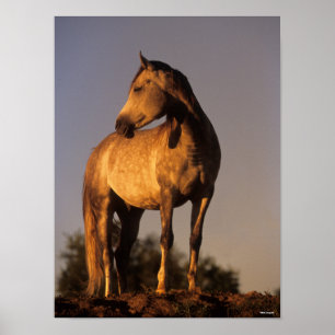Poster Bob Langrish Les Arabes debout Sur La Colline Au