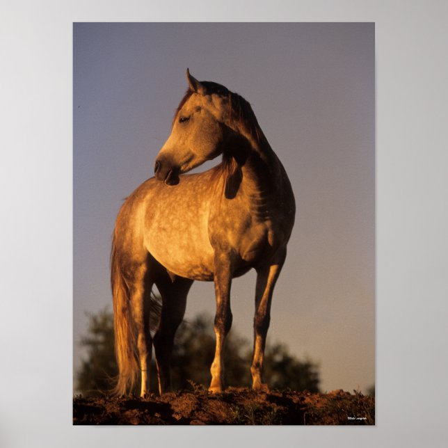 Poster Bob Langrish | Les Arabes debout Sur La Colline Au (Devant)