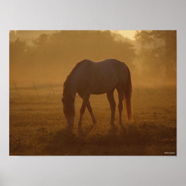 Poster Bob Langrish | Lever de soleil pour le pâturage du (Devant)