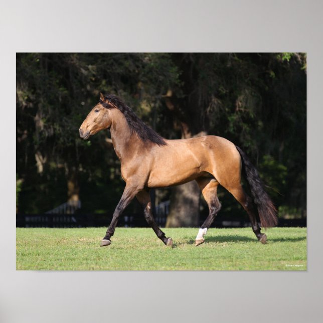 Poster Bob Langrish | Light Bay Lusitano Running (Devant)