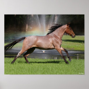 Poster Bob Langrish   Mangalarga Horse Running Rainbow