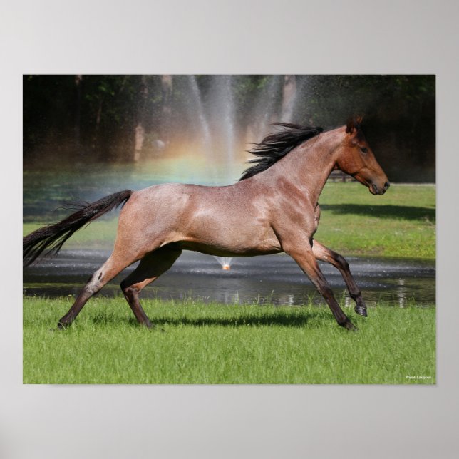 Poster Bob Langrish | Mangalarga Horse Running Rainbow (Devant)
