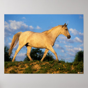 Poster Bob Langrish Marche arabe grise