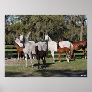 Poster Bob Langrish   Mares et poulains arabes debout