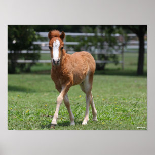 Poster Bob Langrish   Miniature Pony Foal Walking