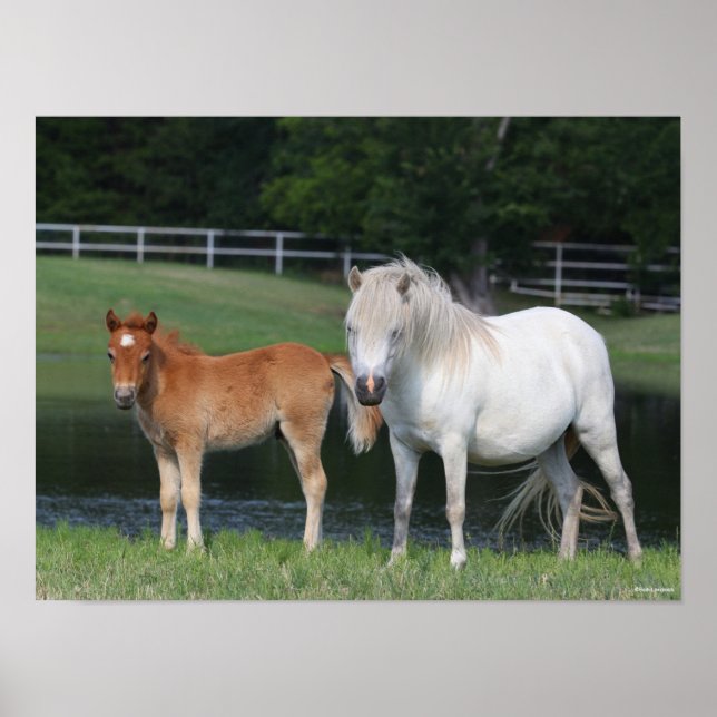 Poster Bob Langrish Miniature Pony Mare et Foie debout (Devant)