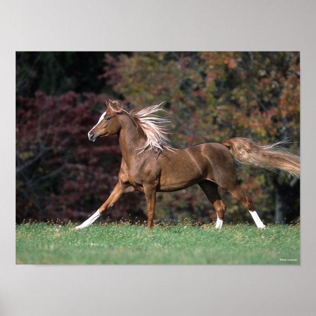 Poster Bob Langrish | Mone d'or et traîne (Devant)