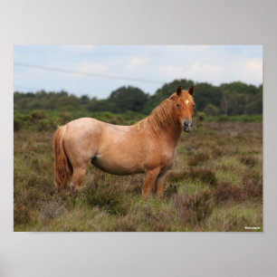 Poster Bob Langrish   Nouveau poney forestier debout dans