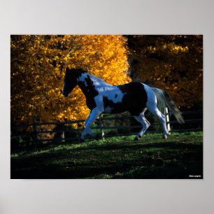 Poster Bob Langrish   Paint Horse Runn Automne