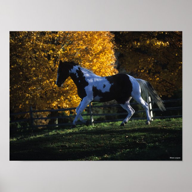Poster Bob Langrish | Paint Horse Runn Automne (Devant)