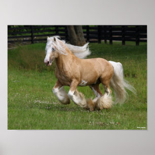 Poster Bob Langrish Palomino Gypsy Vanner Cheval Courir
