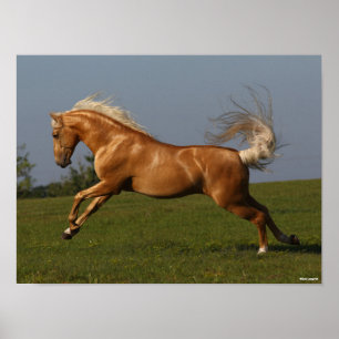 Poster Bob Langrish   Palomino Lusitano Stallion Leaping