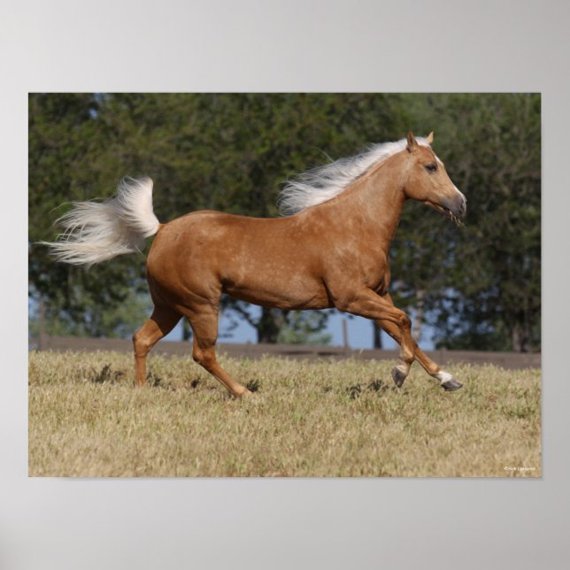 Poster Bob Langrish | Palomino Quarter Cheval Courir (Devant)