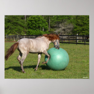 Poster Bob Langrish   Paso Fino Cheval Jouer Avec Ball