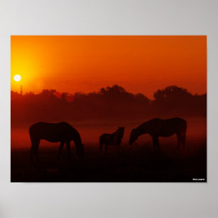 Poster Bob Langrish   Pâturage à trois chevaux au coucher