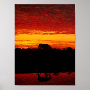 Poster Bob Langrish Pâturage arabe à cheval au couche