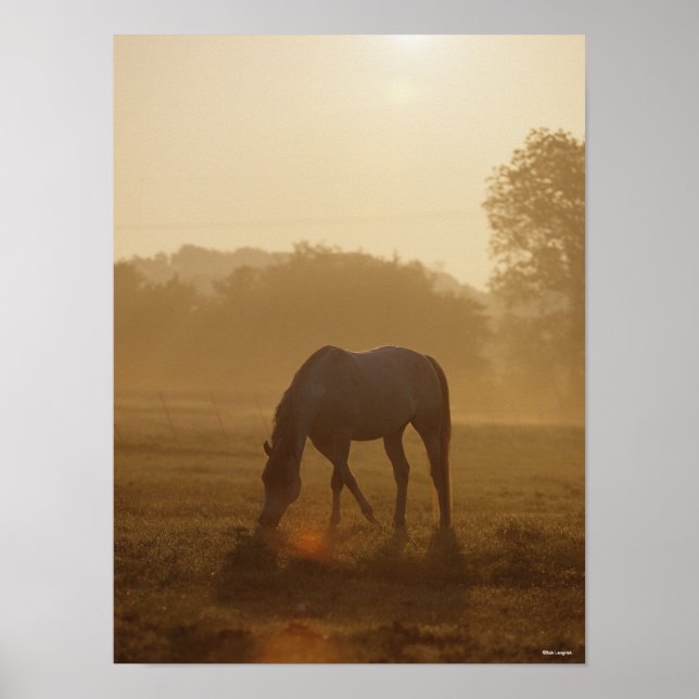Poster Bob Langrish | Pâturage arabe au coucher du soleil (Devant)