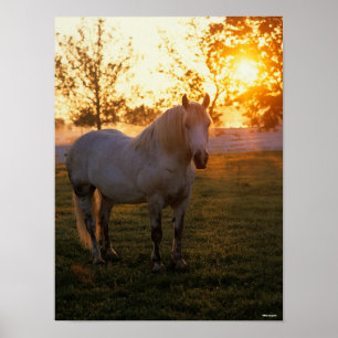 Poster Bob Langrish   Percheron gris debout Au coucher Du