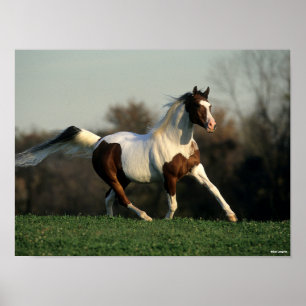 Poster Bob Langrish Pinto Arab Mane and Tail Flower
