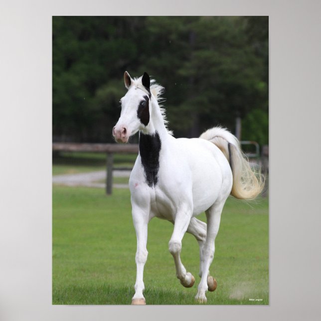 Poster Bob Langrish | Pinto Warmblood (Devant)