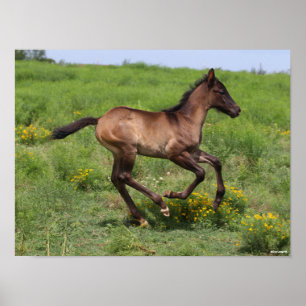 Poster Bob Langrish   Quart Horse Foal Running