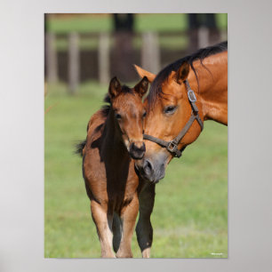 Poster Bob Langrish Quarter Cheval Mare et Foal Cuddin