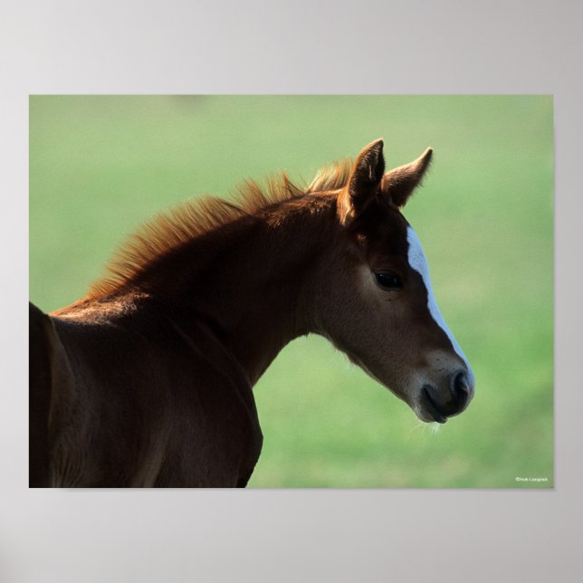 Poster Bob Langrish | Quartier Cheval Foie rétroéclairé (Devant)