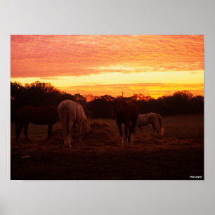 Poster Bob Langrish   Quatre chevaux pâturant au coucher 