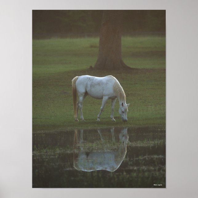 Poster Bob Langrish | Réflexion de l'eau de pâturage gris (Devant)