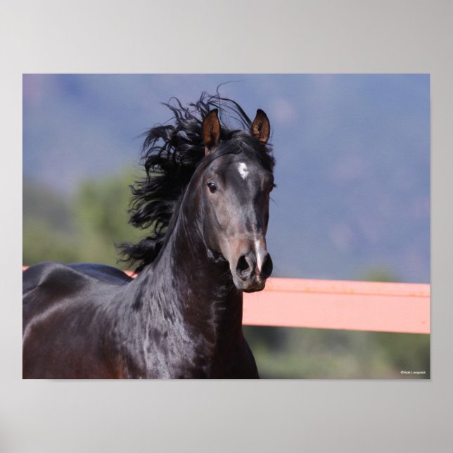 Poster Bob Langrish | Retour Casque andalou (Devant)