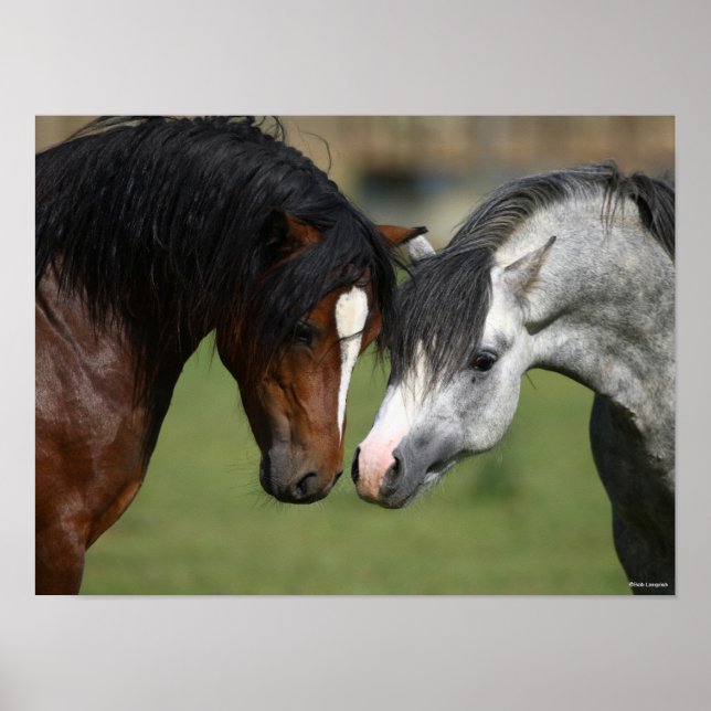 Poster Bob Langrish | Réunion des Poney de Bay et Grey We (Devant)