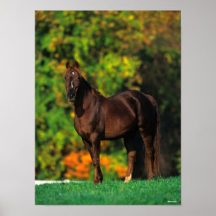 Poster Bob Langrish Rocky Mountain Horse Standing Autumn