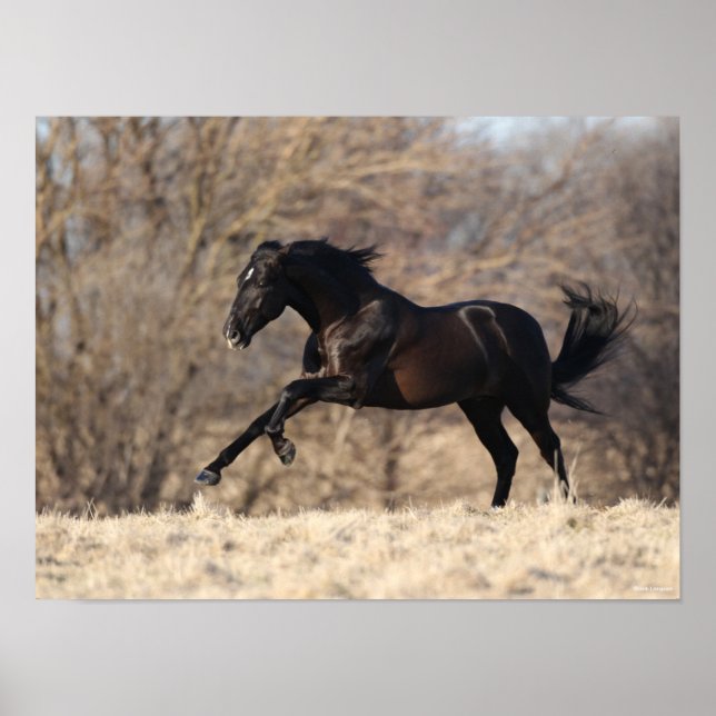 Poster Bob Langrish | Running Andalucian (Devant)