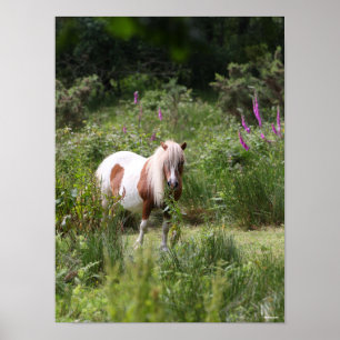 Poster Bob Langrish Shetland Pony Debout De Fleurs