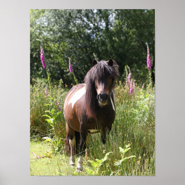 Poster Bob Langrish | Shetland Pony Debout De Fleurs (Devant)