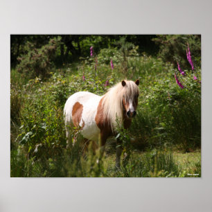 Poster Bob Langrish Shetland Pony Debout En Fleurs