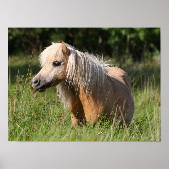 Poster Bob Langrish Shetland Pony debout en herbe longue (Devant)