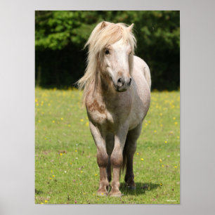 Poster Bob Langrish Shetland Pony Standing