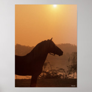 Poster Bob Langrish   Silhouette Rocky Mountain Horse