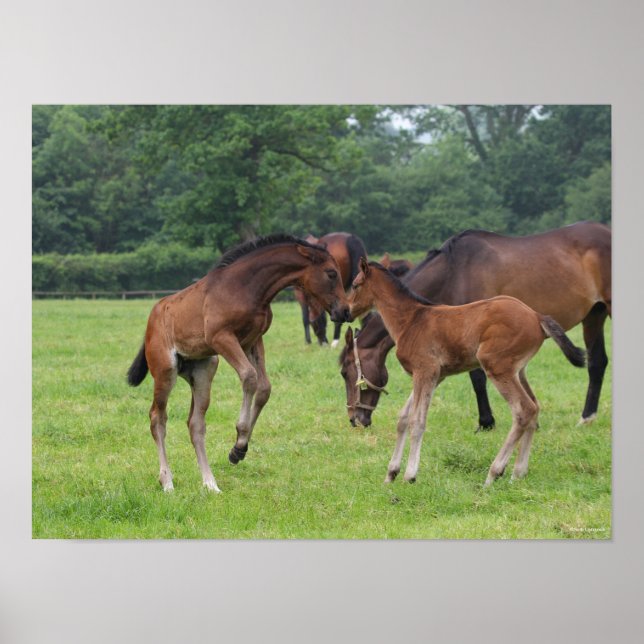 Poster Bob Langrish | Sport Horse Foals Jouer (Devant)