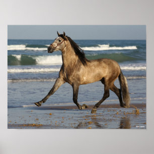 Poster Bob Langrish Stallion Andalou Courir Sur La Plage