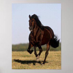 Poster Bob Langrish   Stallion andalou en marche