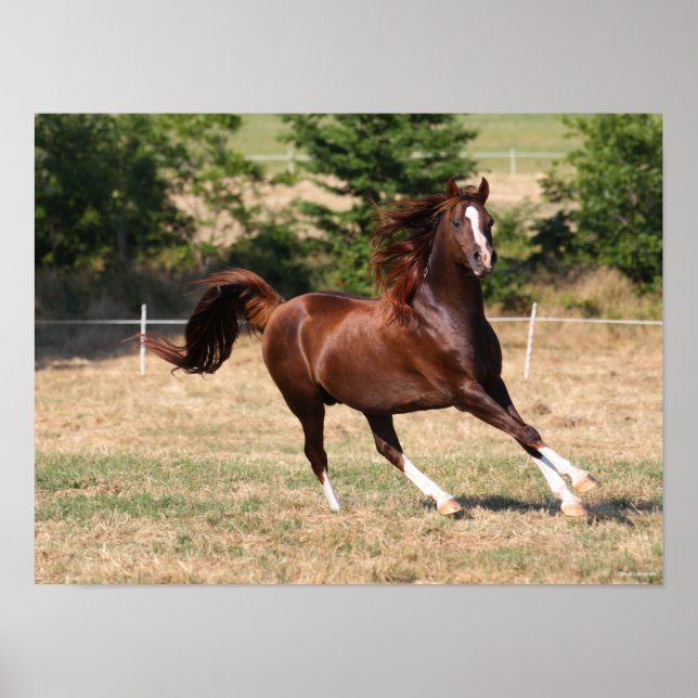 Poster Bob Langrish | Stallion arabe châtaignier courant  (Devant)