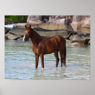 Poster Bob Langrish   Stallion Arabe Dans L'Eau